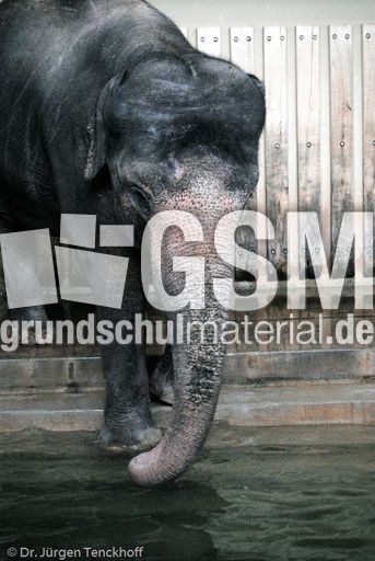 Asiatischer Elefant (19 von 21).jpg